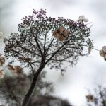 Ortensia verde senza fiori, pronta per la potatura in un giardino.