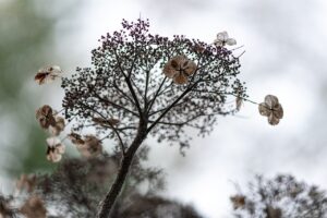 Ortensia verde senza fiori, pronta per la potatura in un giardino.