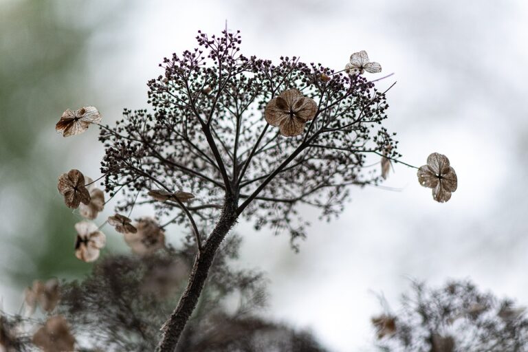 Ortensia verde senza fiori, pronta per la potatura in un giardino.