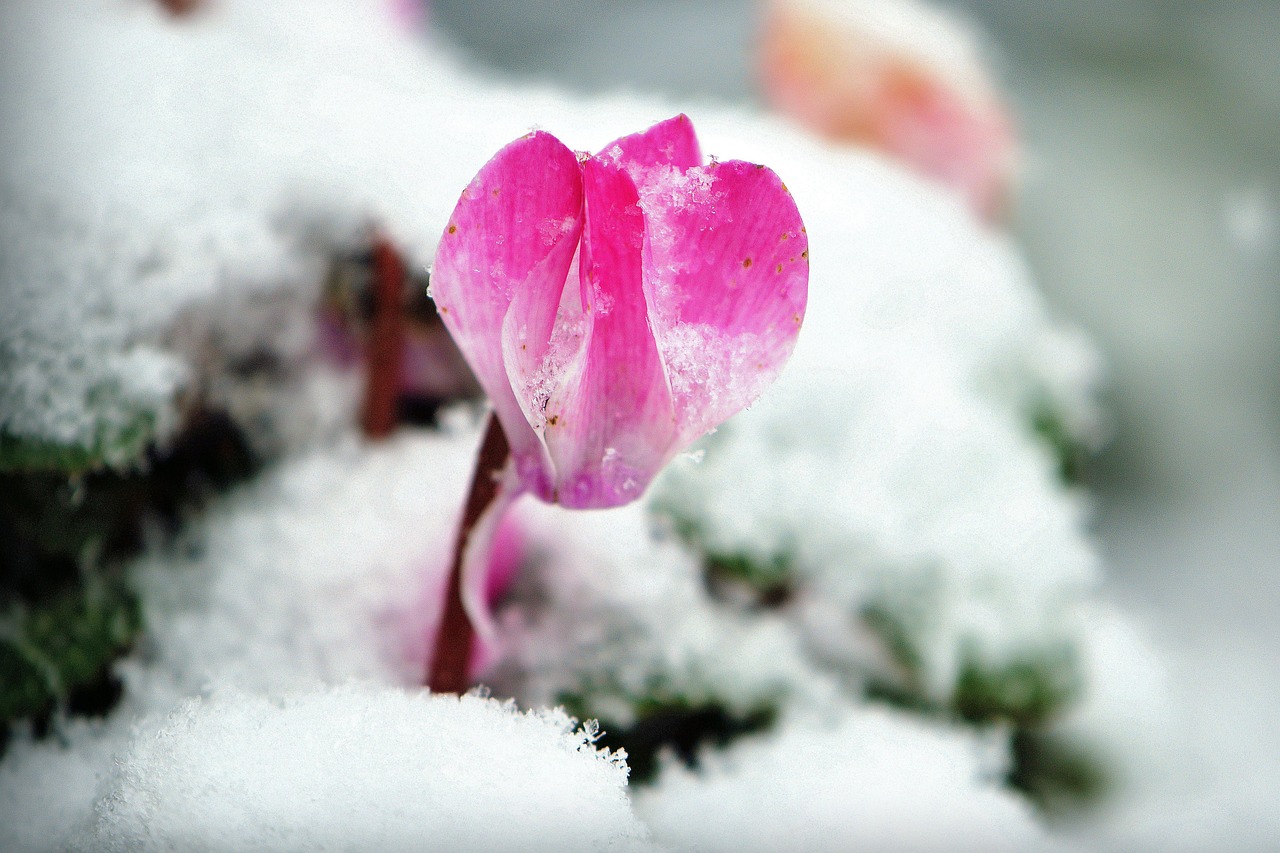 Ciclamino selvatico fiorito su un balcone innevato, simbolo di resistenza al gelo.