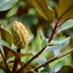 Foglie verdi lucide di Magnolia grandiflora sul terreno, evidenziando la loro persistenza e durezza.