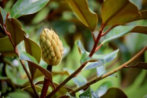 Foglie verdi lucide di Magnolia grandiflora sul terreno, evidenziando la loro persistenza e durezza.