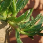 Sottovaso con acqua stagnante che minaccia la salute delle piante in inverno.