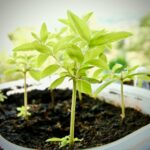 Giardino sensoriale per bambini con piantine di salvia ananas e menta, colori vivaci e texture diverse.