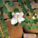 Capperi crescono su un muro secco al sole, evidenziando la loro resistenza e adattamento.