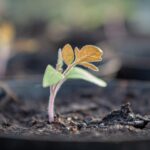 Piantina di fiori con un gambo fragile, evidenziando l'importanza di maneggiarla con cura.