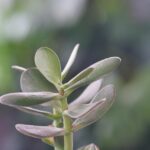 Albero di giada in un ambiente non idoneo, con luce insufficiente e temperature sbagliate.