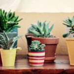 Piante Feng Shui disposte in un ambiente luminoso per attirare energia positiva.