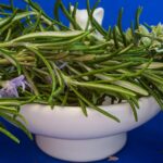 Rosmarino secco e legnoso in vaso, con foglie verdi brillanti e rami rigogliosi.