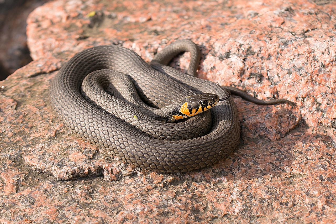 Vipera in giardino, con dettagli sul corpo e comportamento per riconoscerla.